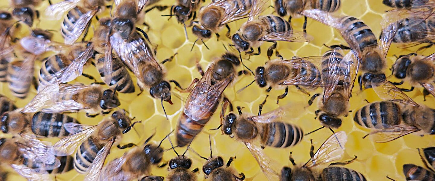 Bienenkönigin mit Hofstaat