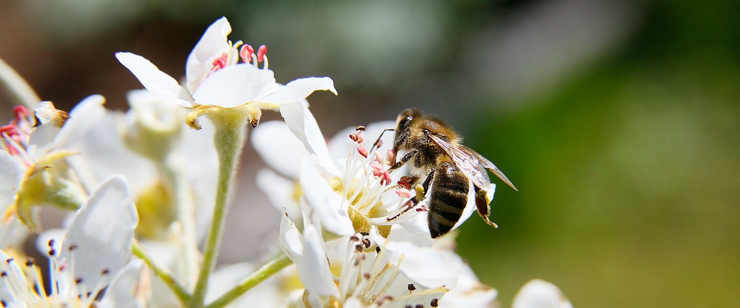 Biene an Apfelblüte