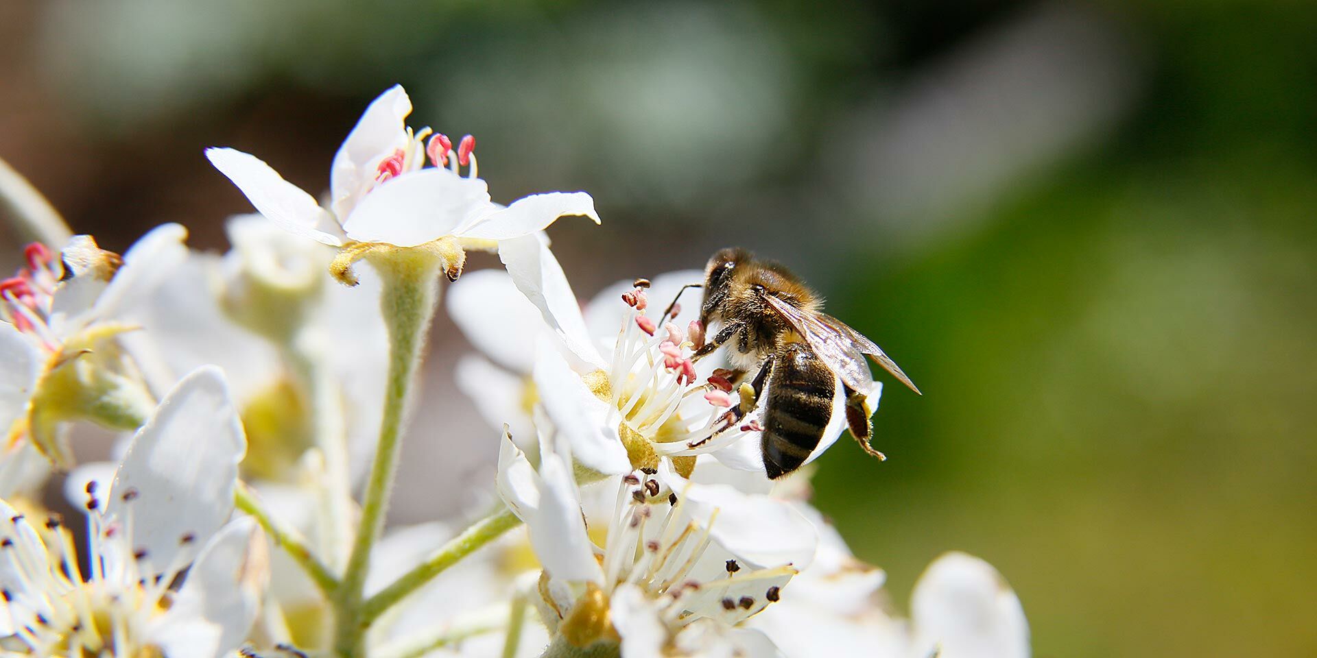 Biene an Apfelblüte