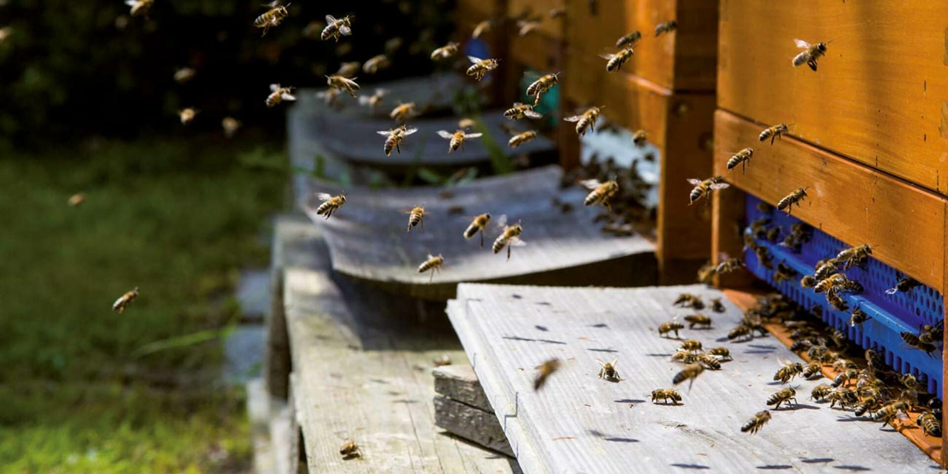 Bienen im Anflug zur Beute